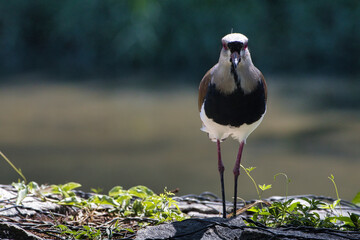 A bird is standing on a rock near a body of water