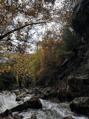 Obraz premium mountain river autumn rapids trees. High quality photo