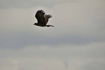A bird is flying in the sky with a cloudy background