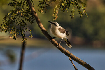 A bird is perched on a tree branch