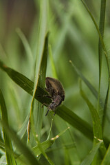 A bug is on a green leaf