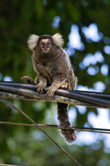 A monkey is sitting on a power line