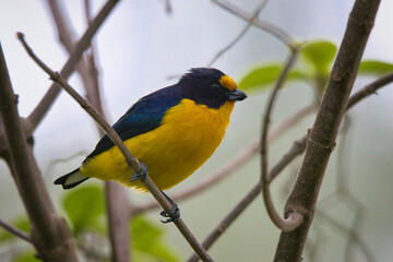 Fototapeta premium A yellow and blue bird is perched on a tree branch
