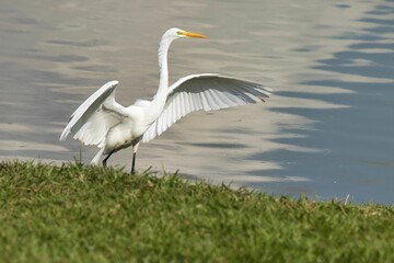 A white bird with a long neck is standing on a grassy area near a body of water