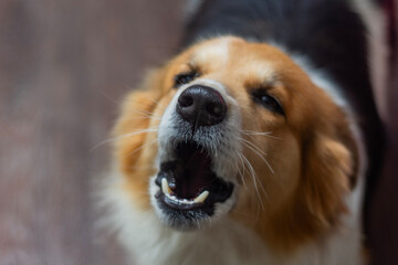 Close-up of a cute barking dog with an expressive face and fluffy fur. Playful dog barking indoors...