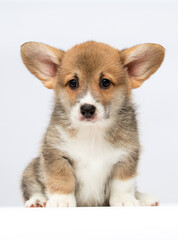 cute funny welsh corgi puppy