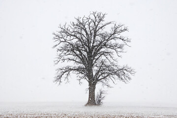 Fototapeta premium Lone Tree