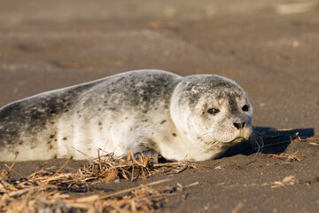 young common seal in iceland