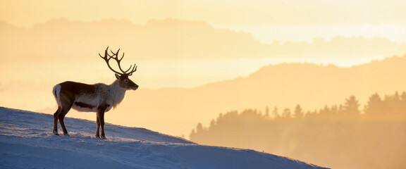 Majestic reindeer silhouette at golden hour, winter solitude