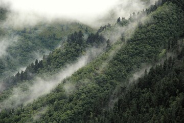 fog in the mountains