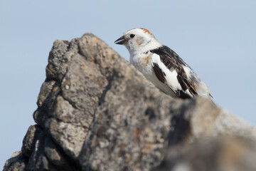 Snow bunting in Iceland