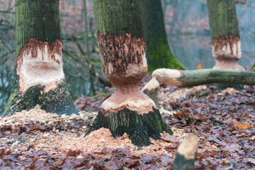 Działanie bobrów © Grzegorz Polak