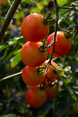 The branch of cherry tomatoes is illuminated by the sun..