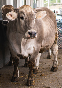 Curious Cow Gazing in a Barn