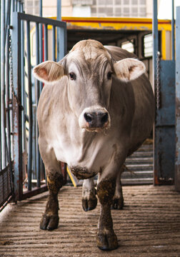 Cow at a livestock auction ready for sale