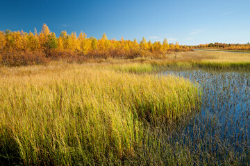 Fototapeta premium indian summer in finland