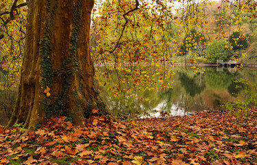 autumn leaves in the park