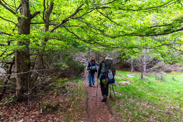 Dos personas caminando por un sendero forestal con grandes mochilas y bastones de trekking. Rodeados de &aacute;rboles verdes y follaje denso. GR11, Lleida
