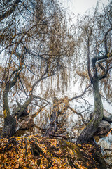 The bank of a foggy river with leafless trees growing on it. Very thick fog over the river