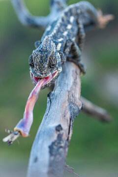 Chameleon capturing prey with long tongue on branch