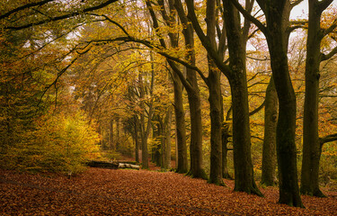 Fototapeta premium autumn in the woods