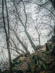 The bank of a foggy river with leafless trees growing on it. Very thick fog over the river