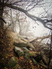 The bank of a foggy river with a trail strewn with orange leaves, large grey rocks and leafless trees