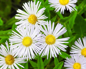 Bright white flowers with yellow centers stand out against a backdrop of lush green leaves. Their...