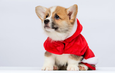 Corgi in a New Year's costume