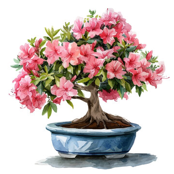 recommend clip art: A watercolor drawing of an azalea bonsai tree, isolated on a white background. Azalea Bonsai vector.