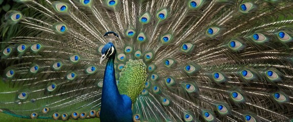 Naklejka premium Majestic peacock displaying vibrant plumage.