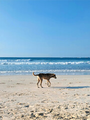 dog walking on the beach with blue high waves and clear sky