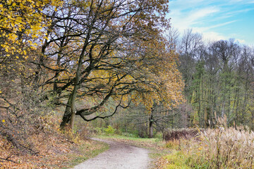 Poznań, Cybina Valley, nature protected area, forest road near the river