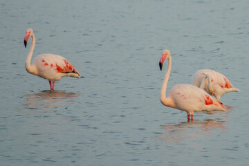 Pink flamingos in a salt lake.