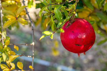 Pomegranate fruit hanging and maturing on branch of pomegranate tree. Punica granatum. Gardening, fruit growing 