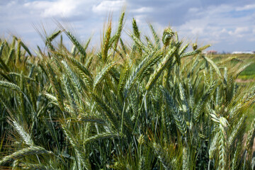 a triticale field (× Triticosecale), a wheat and rye hybrid known for dense green spikes with awns...
