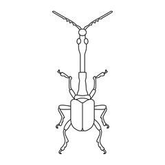 Vector Beetle Bug Insect Cartoon Illustration Isolated