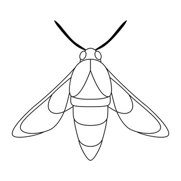 Vector Moth Night Butterfly Cartoon Illustration Isolated