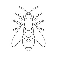 Vector Honey Bee Insect Cartoon Illustration Isolated