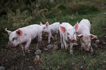 Fiew baby piglets on the meadow in the village of Udabno, Kushetia region, Georgia © Dziurek