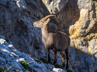 Capricorn female standing on the rocks on Vratca above Prehodavci in Julian Alps, Slovenia