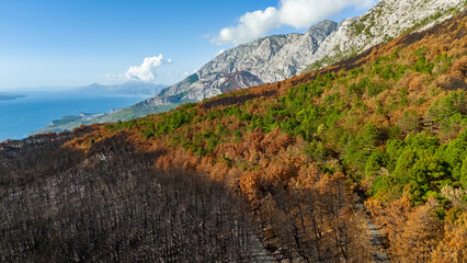 Burned and damaged trees after the fire in national park Bikovo, Croatia
