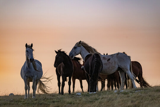 Wild horses roaming the stepes on the  mountain plane planina Cincar above the Bosnian city of Livno