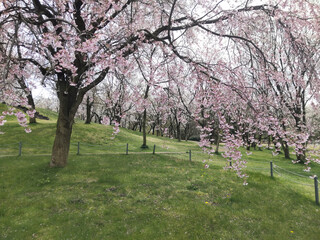 公園の芝生と満開の桜