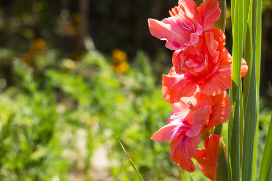Deep salmon pink with a velvety crimson-red spot on the lower petal of Gladiolus &lsquo;Malika&rsquo;