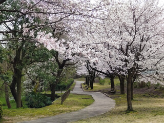 公園の遊歩道と桜並木