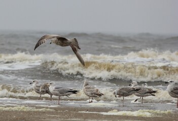 birds on the beach