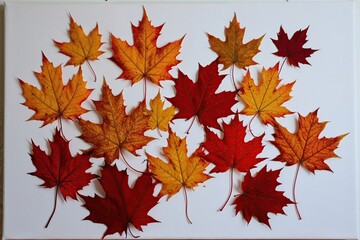 Colorful Maple Leaves in Golden and Crimson on White Background