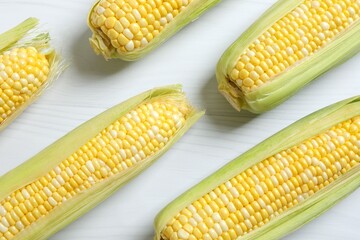 Fresh corn on cobs on white background, top view