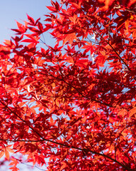 Red, vibrant, Japanese maple during autumn season In the asian countryside with colourful blue sky as background. backdrop graphic resource for tourism, ecology, gardening or sustainability